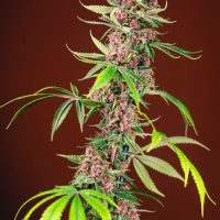 Red Mandarine F1 FAST Feminised Seeds - 3