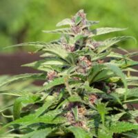 Red Purps Feminised Seeds - 4