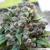 White Widow Feminised Seeds - 10