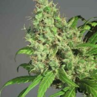 S.A.G.E Feminised Seeds - 10+2