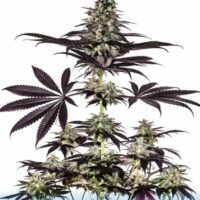 Critical #47 Express Auto Feminised Seeds - 3