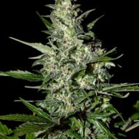 Super Critical AUTO Feminised Seeds - 5