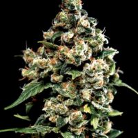 Jack Herer Feminised Seeds - 5