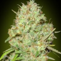 Shark Widow Feminised Seeds - 1