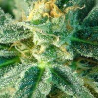 Kritic (Kritic 70) Auto Feminised Seeds - 5