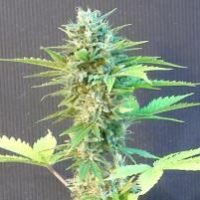 Speedy Boom (Speedy G) Auto Feminised Seeds - 5
