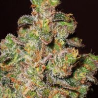 Cheese Feminised Seeds - 1