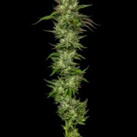 Collie Man Kush Feminised Seeds - 3