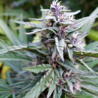 Hi-Biscus Feminised Seeds-3 Seeds