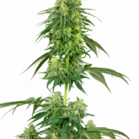 Strawberry Kush Feminised Seeds - 3