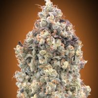 Watermelon OG Auto Feminised Seeds - 1