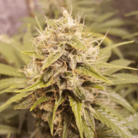 Deluxe Orange Regular Seeds - 6