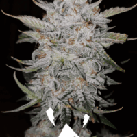Forum Stomper Auto Feminised Seeds - 1