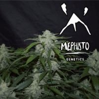 Fugue State Auto Feminised Seeds - 1