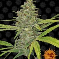 G13 Haze Feminised Seeds - 10