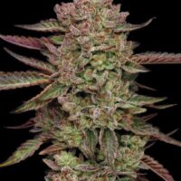 Gazzurple Feminised Seeds - 5