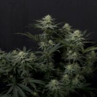 GG4 Sherbet FAST Feminised Seeds - 1