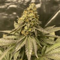 Girl Scout Cookies Auto Feminised Seeds - 3