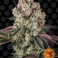 Glookies Feminised Seeds - 1