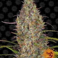 Glue Gelato Auto Feminised Seeds - 1