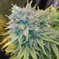 Gold Glue Auto Feminised Seeds - 1