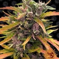 Gorilla Glue Auto Feminised Seeds - 1