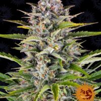Gorilla Zkittlez Auto Feminised Seeds - 1