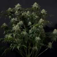 Gorilla Cookies FAST Feminised Seeds - 1