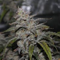 Grape Walker Kush Auto Feminised Seeds - 1