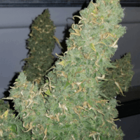 Heisenberg Special Auto Feminised Seeds - 3
