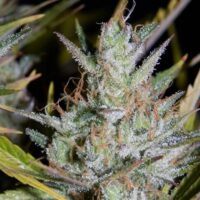 Hubbabubbasmelloscope Auto Feminised Seeds - 3