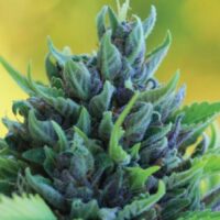 Humboldt Dream Auto Feminised Seeds - 3