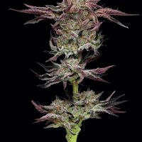 Jelly Donutz Feminised Seeds - 5