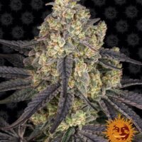 Kush Mintz Feminised Seeds - 1