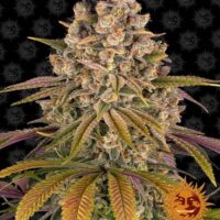 Lemon Tree Feminised Seeds - 1