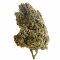 Lemongrass Feminised Seeds - 3