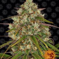 Liberty Haze Feminised Seeds - 1