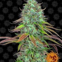 LSD Auto Feminised Seeds - 1