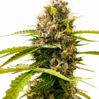 Mandarin Punch Feminised Seeds - 1