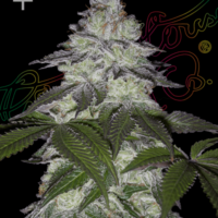 Milky Dreams Feminised Seeds - 3