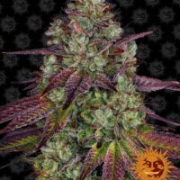 Mimosa EVO Feminised Seeds - 1