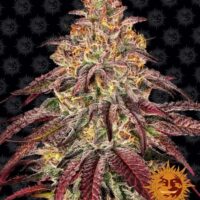 Mimosa x Orange Punch Auto Feminised Seeds - 1