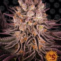 Mimosa x Orange Punch Feminised Seeds - 5
