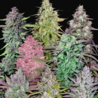 Fastbuds Mixed Pack Auto Feminised Seeds - 5