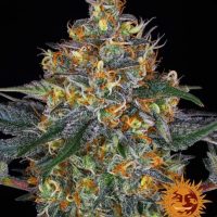 Moby Dick Auto Feminised Seeds - 1