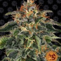 Moby Dick Feminised Seeds - 1