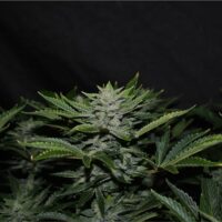 Orange Diesel Auto Feminised Seeds - 3