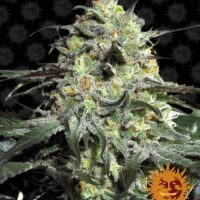 Peyote Cookies Feminised Seeds - 1