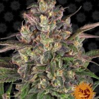 Peyote Critical Feminised Seeds - 1