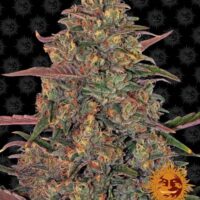 Pineapple Chunk Feminised Seeds - 1